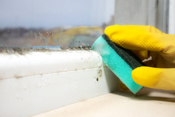 Mold Remediation for Vacation Homes in Peabody, KS